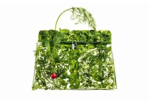 蔬菜界的“愛(ài)馬仕”會(huì)中毒致癌？